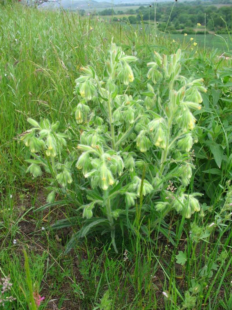 Onosma microcarpa