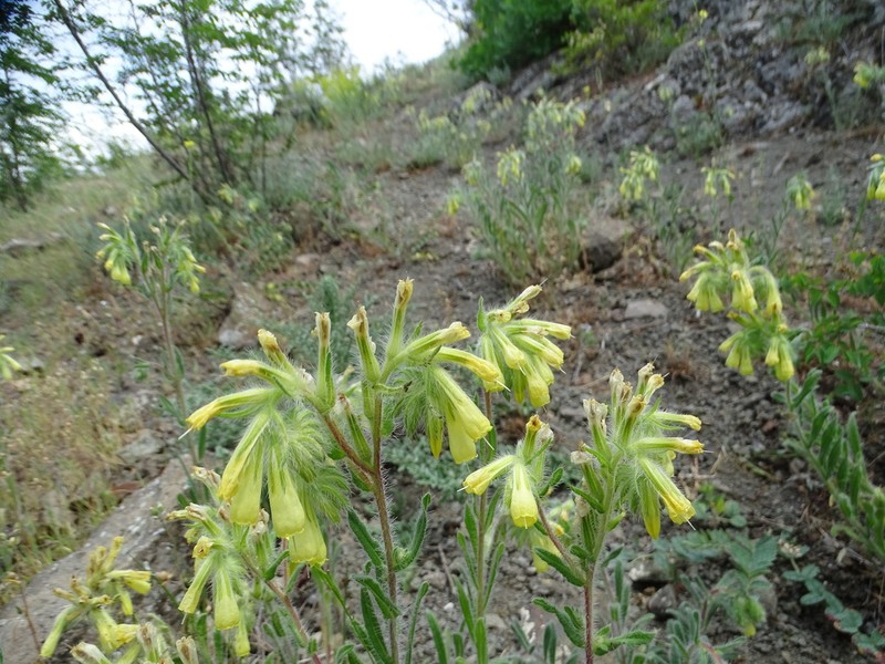 Onosma microcarpa photo 2
