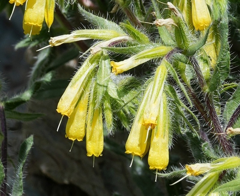 Onosma microcarpa photo 3