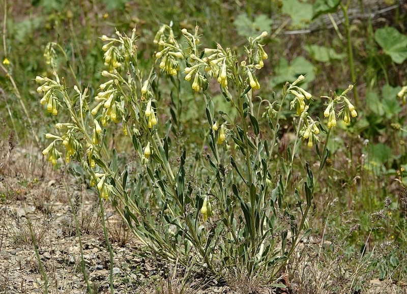 Onosma microcarpa photo 4