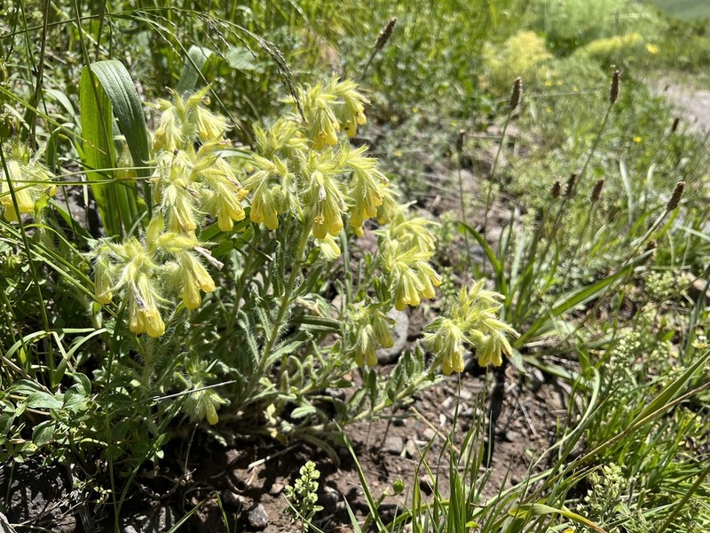 Onosma microcarpa photo 5