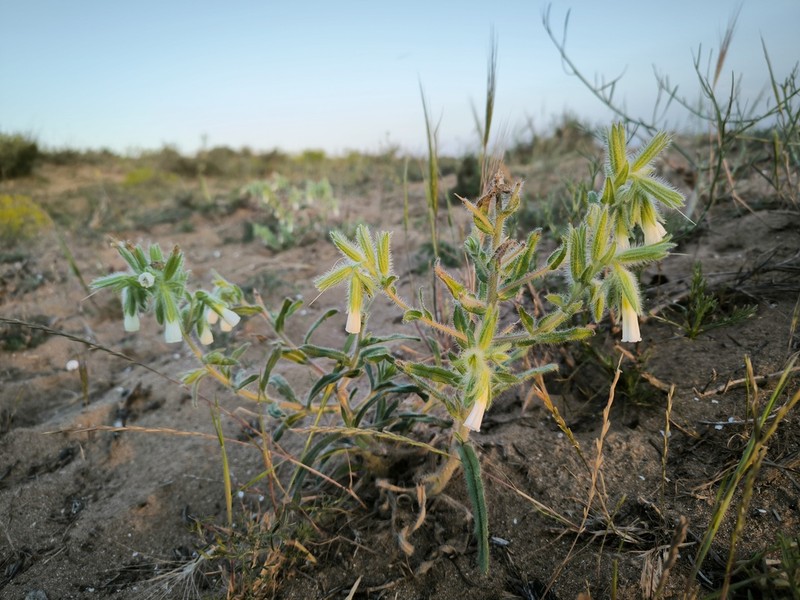 Onosma microcarpa photo 8