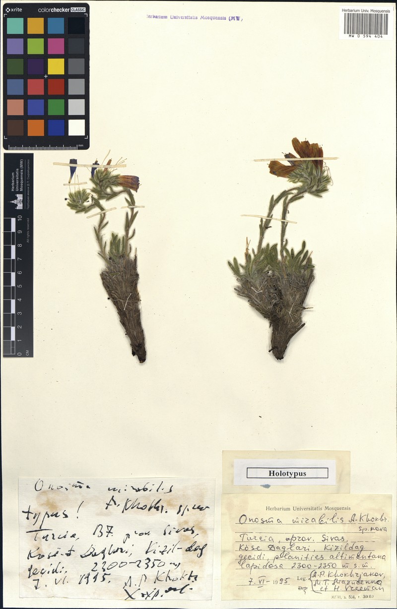 Onosma mirabilis