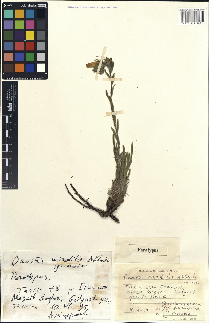 Onosma mirabilis photo 2