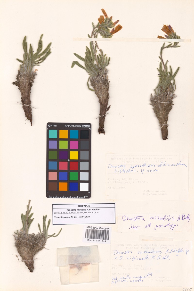 Onosma mirabilis photo 3