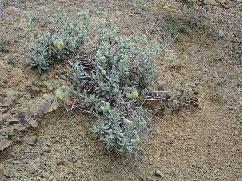 Onosma mitis
