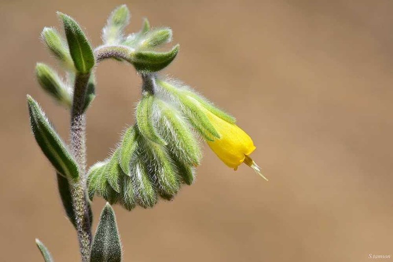Onosma mitis photo 2