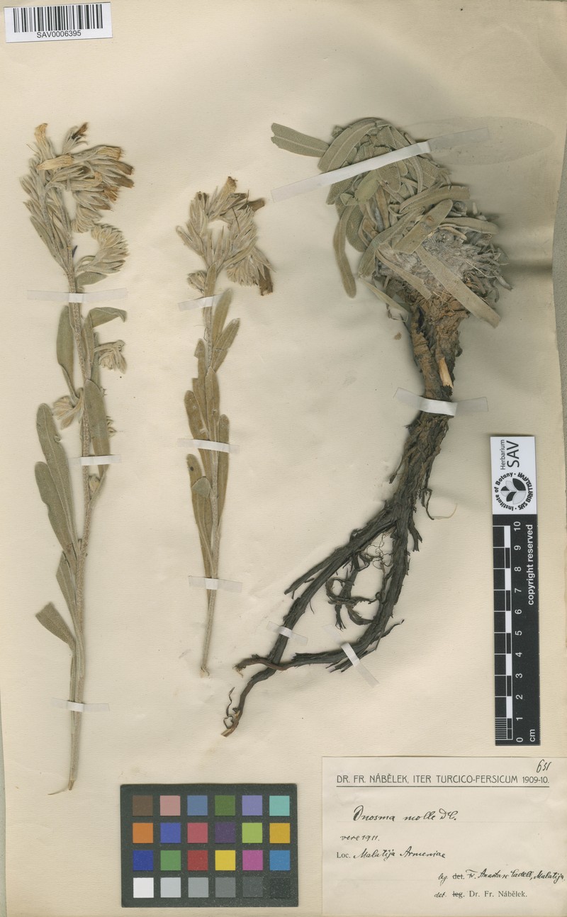Onosma mollis