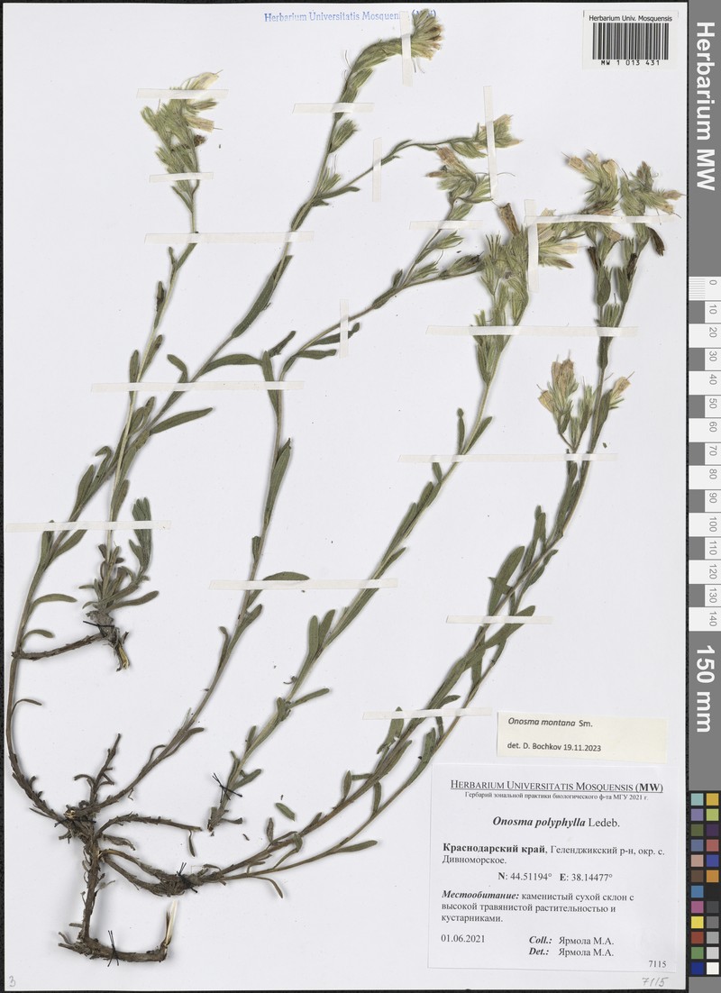 Onosma montana photo 2