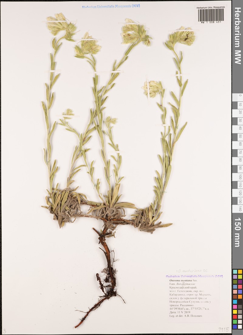 Onosma montana photo 3
