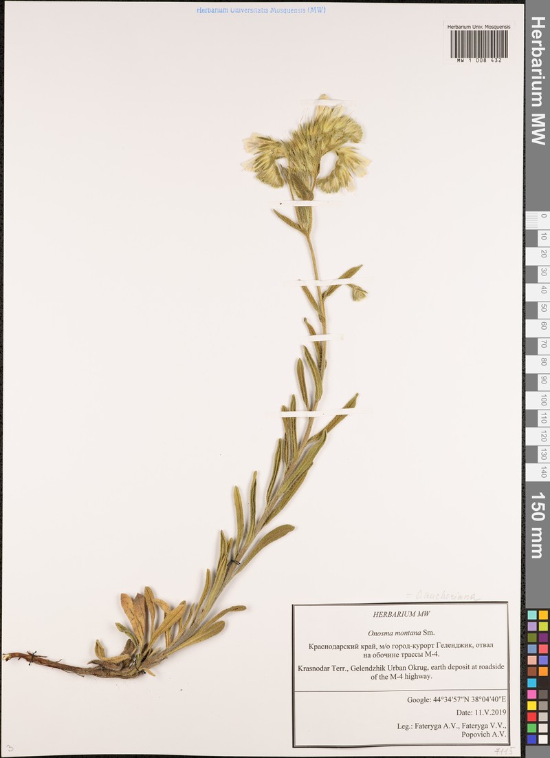 Onosma montana photo 4