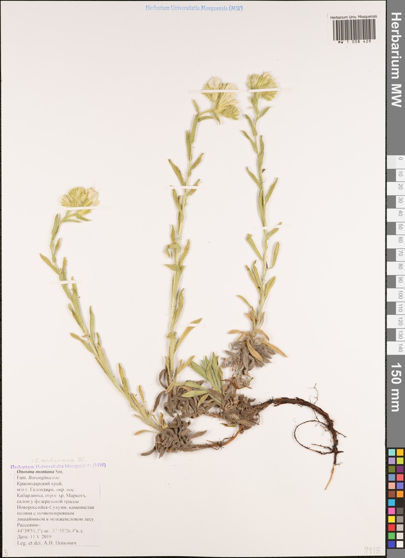 Onosma montana photo 5