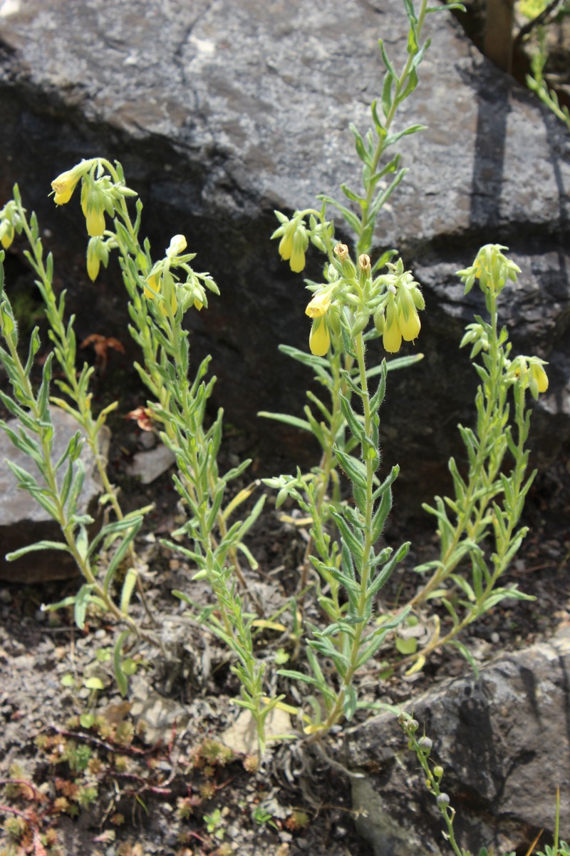 Onosma montana
