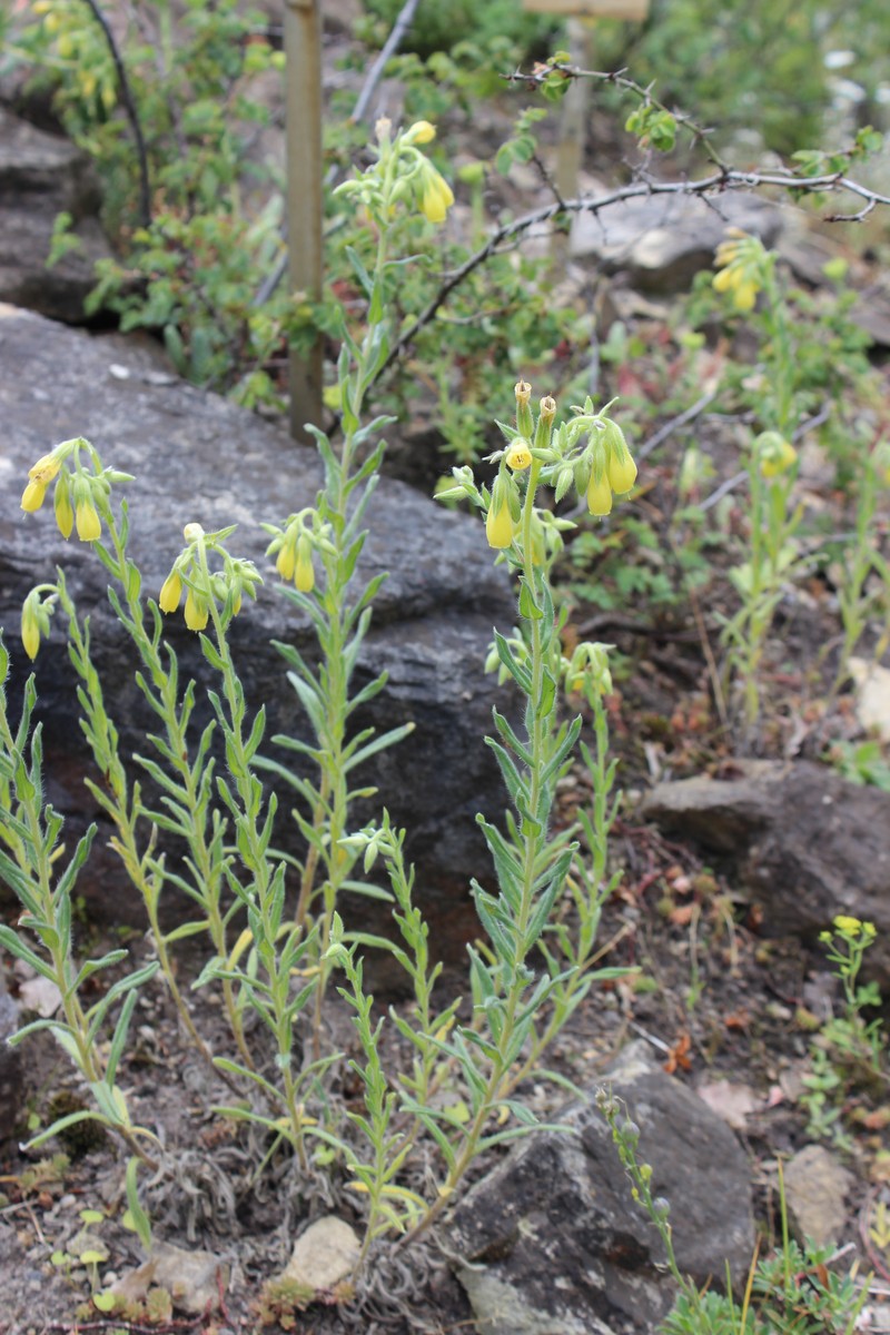 Onosma montana photo 6