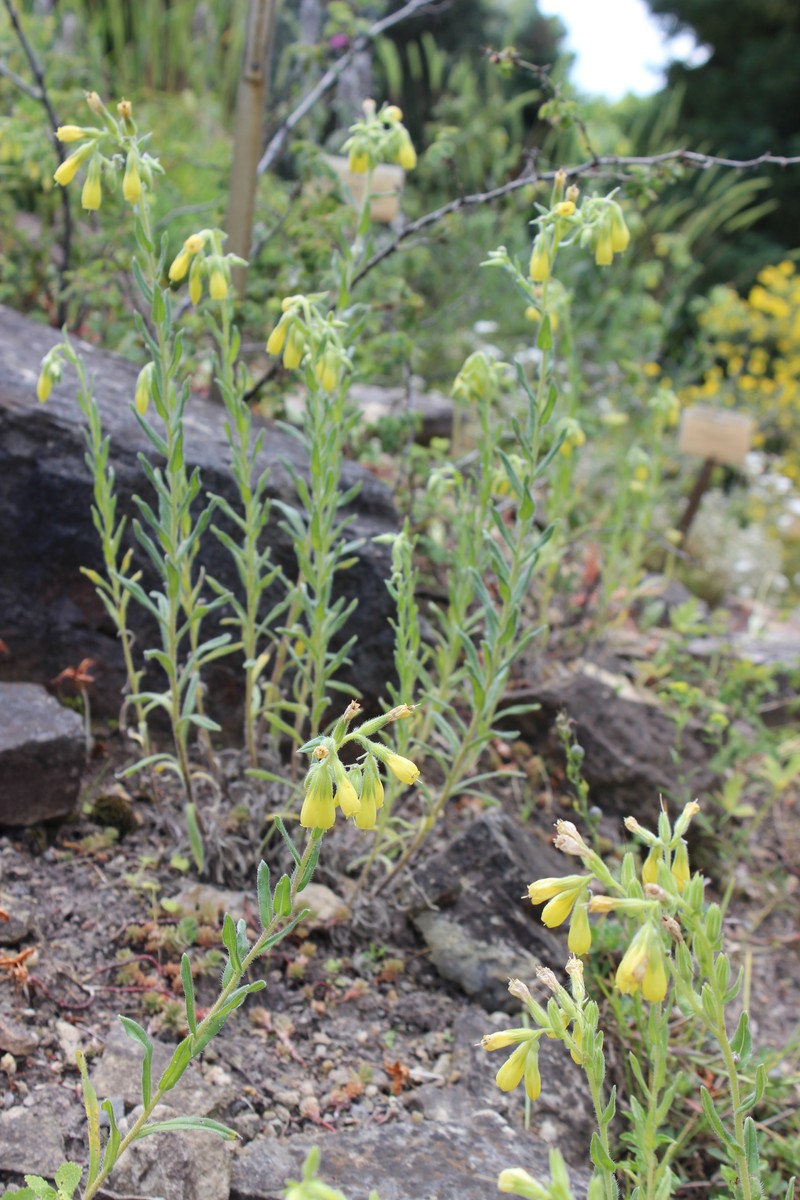 Onosma montana photo 7