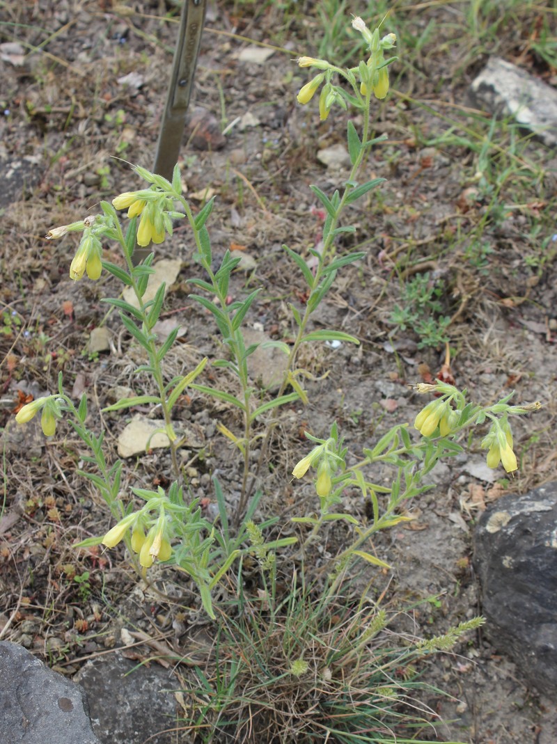 Onosma montana photo 8