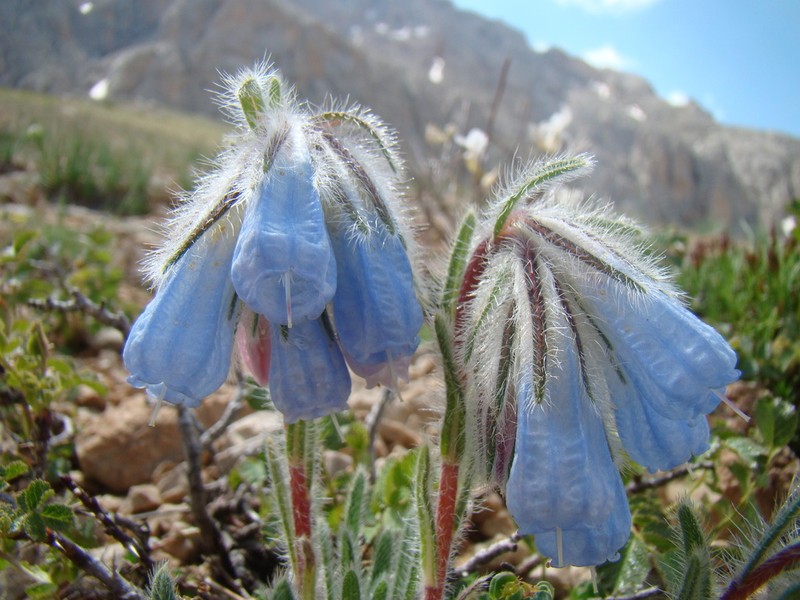 Onosma nana photo 2