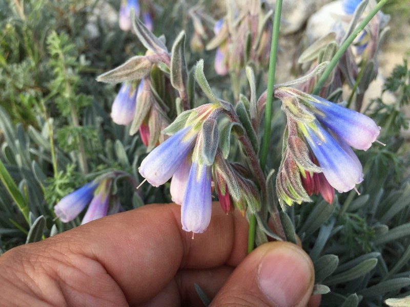Onosma nana photo 3