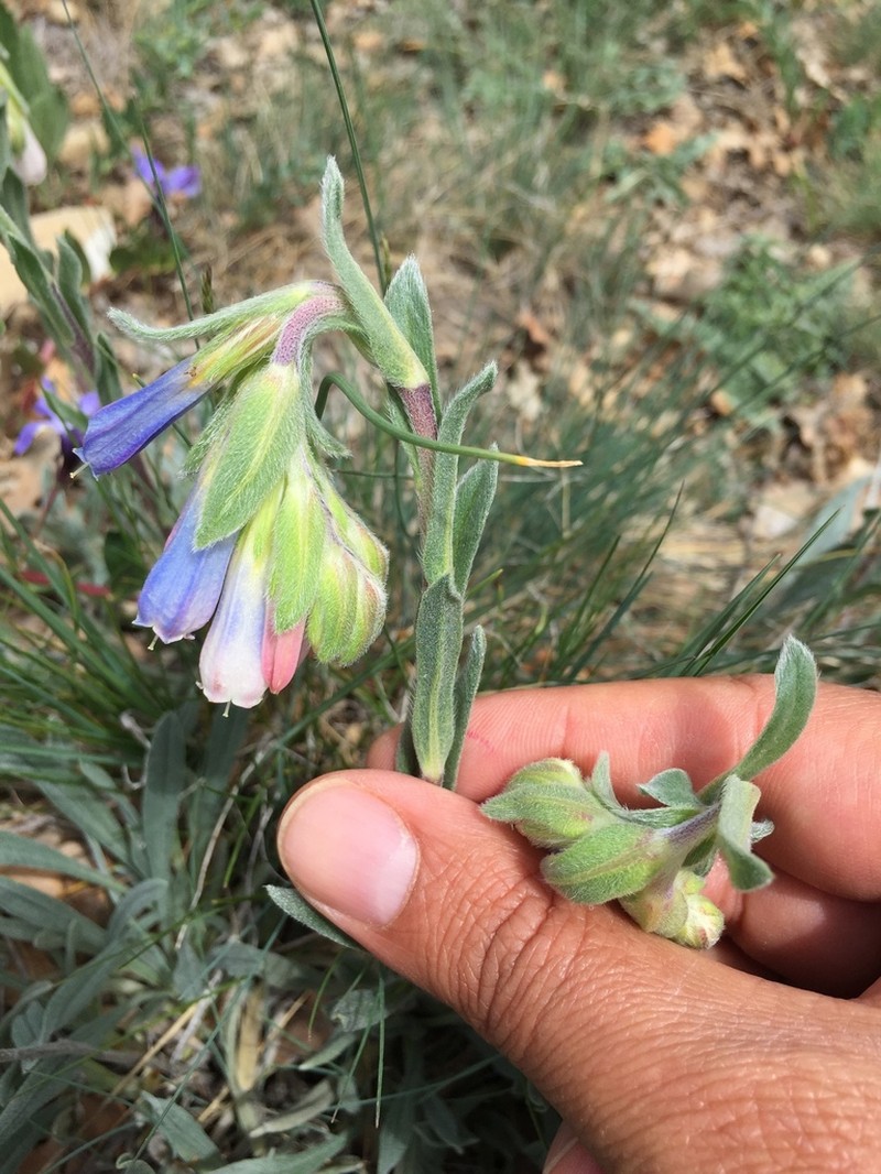 Onosma nana photo 4