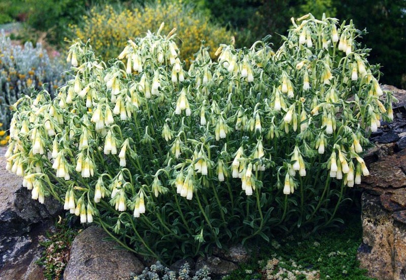 Onosma nana photo 7