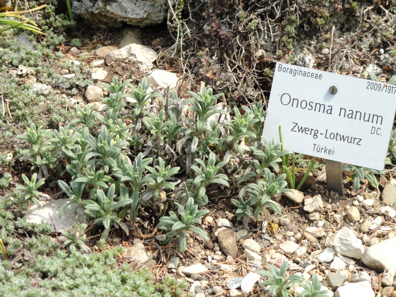 Onosma nana photo 8