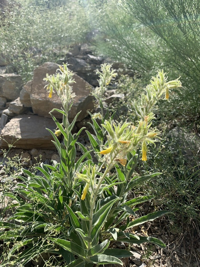 Onosma nemoricola