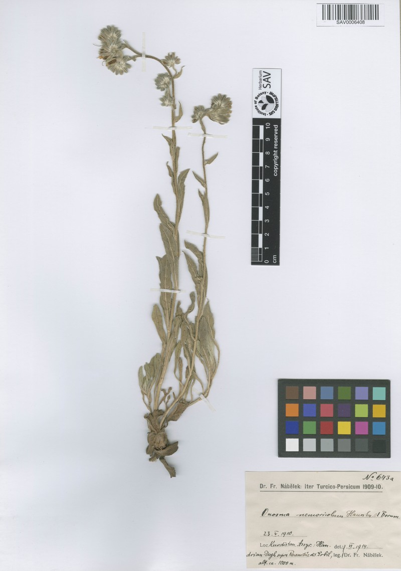Onosma nemoricola photo 2