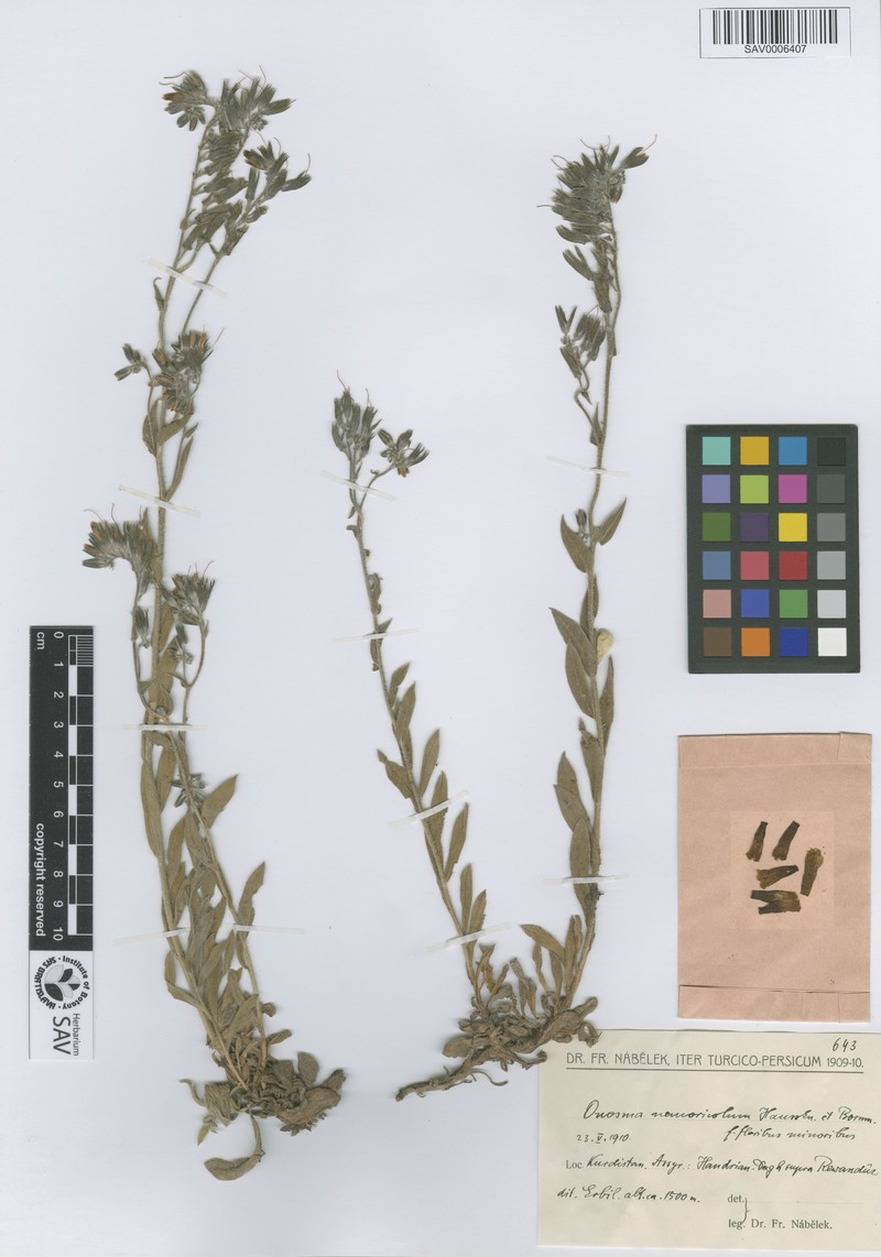 Onosma nemoricola photo 3