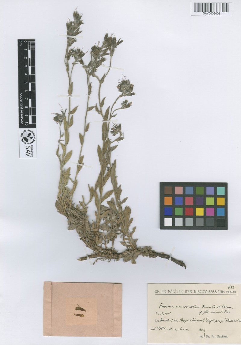 Onosma nemoricola photo 4