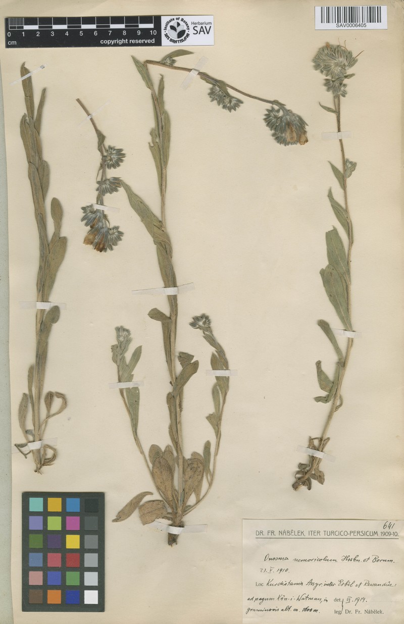 Onosma nemoricola photo 5