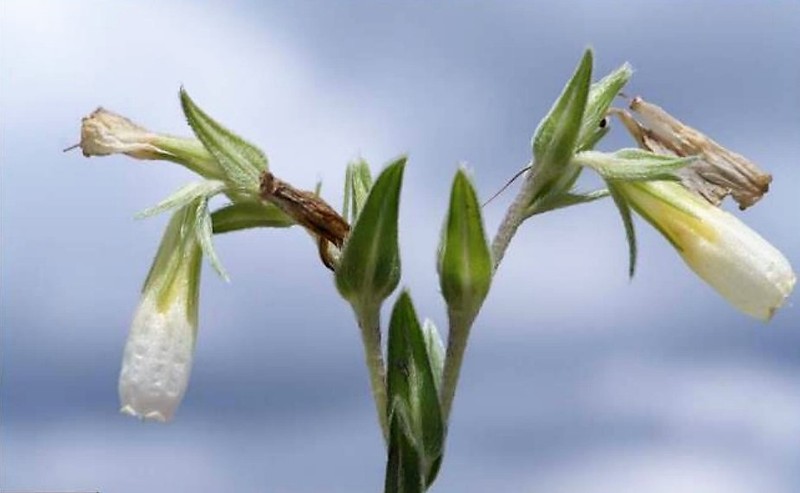 Onosma onur-koyuncui