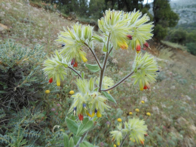 Onosma oreodoxa