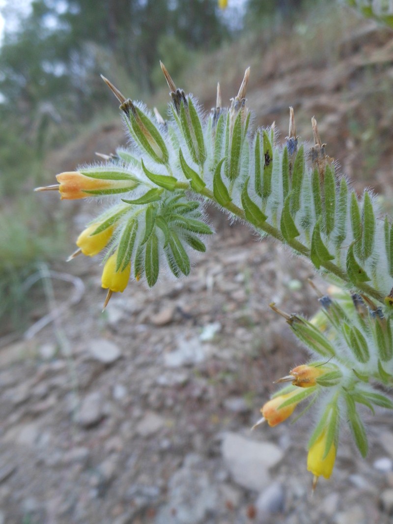 Onosma oreodoxa photo 2