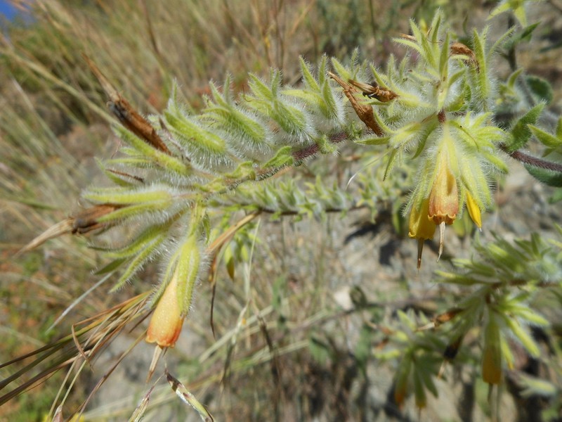Onosma oreodoxa photo 3