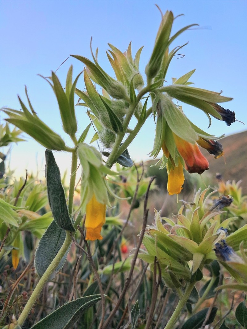 Onosma pachypoda