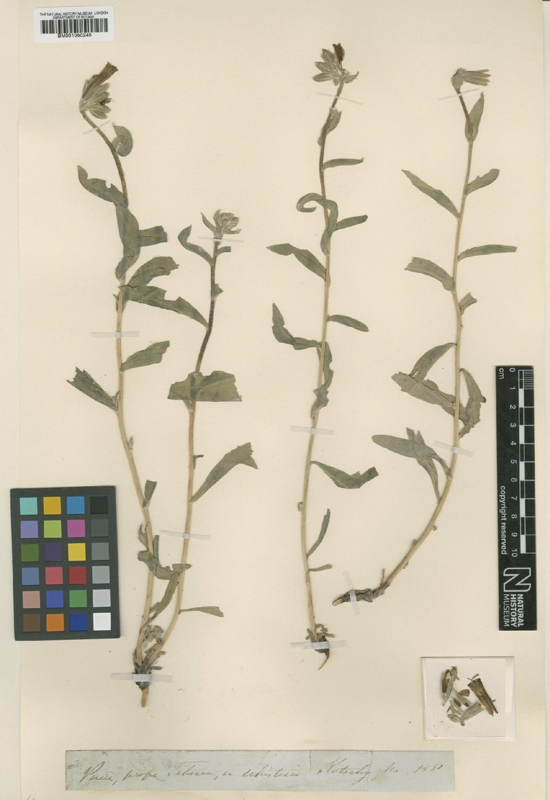 Onosma pachypoda photo 2