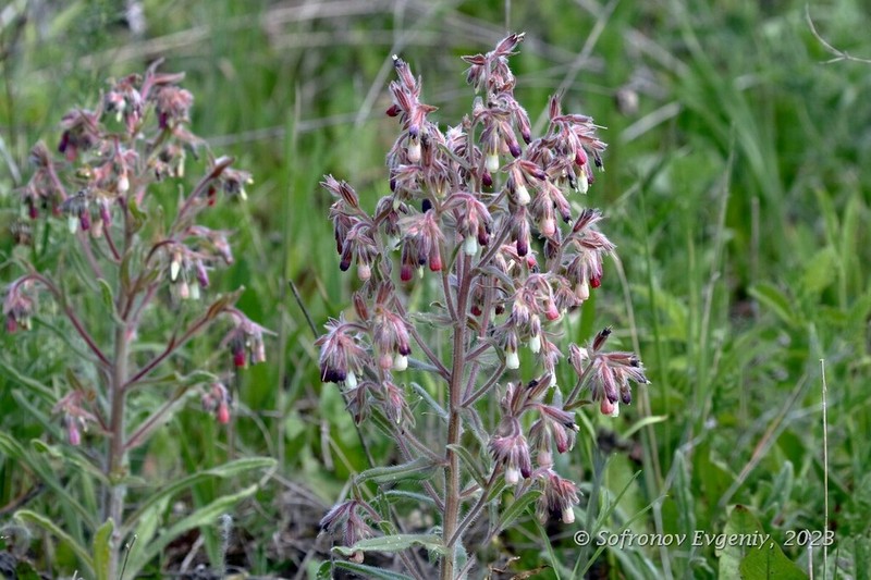 Onosma polychroma
