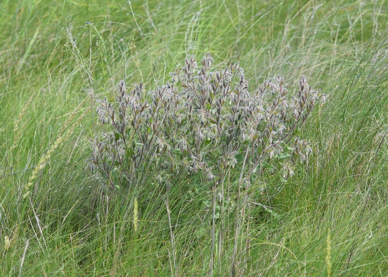 Onosma polychroma photo 2