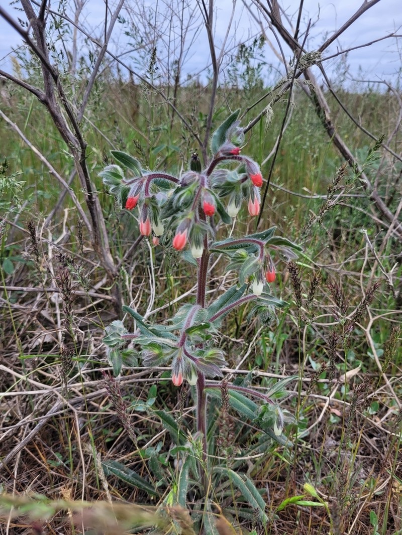 Onosma polychroma photo 3