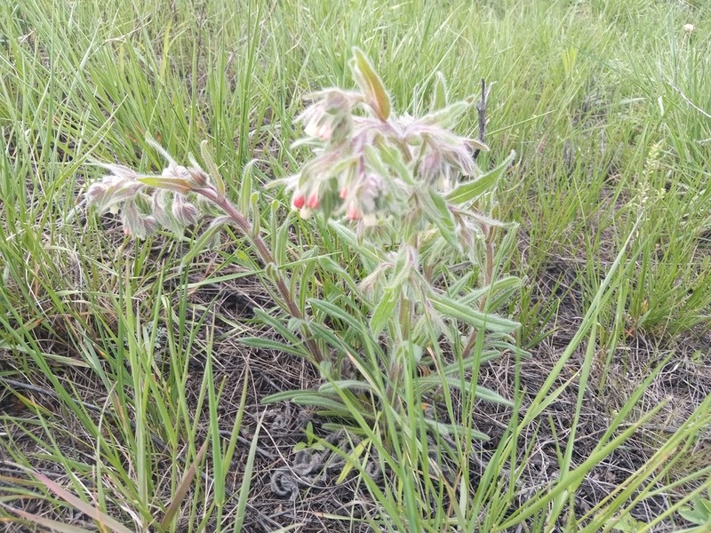 Onosma polychroma photo 6