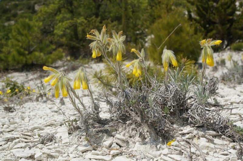Onosma polyphylla