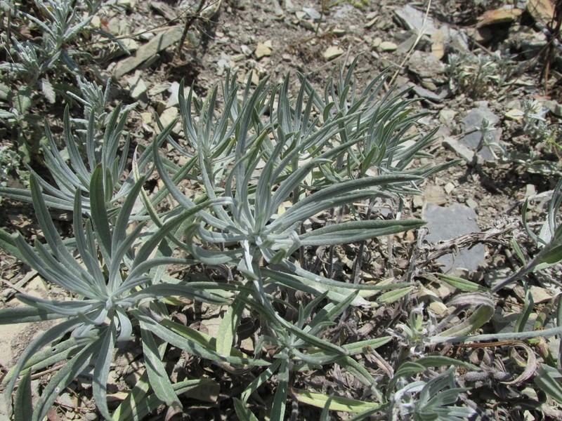Onosma polyphylla photo 2