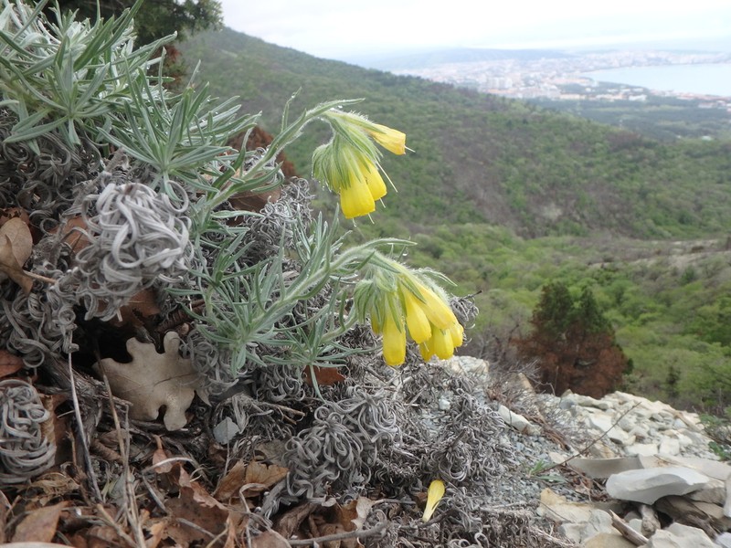 Onosma polyphylla photo 3
