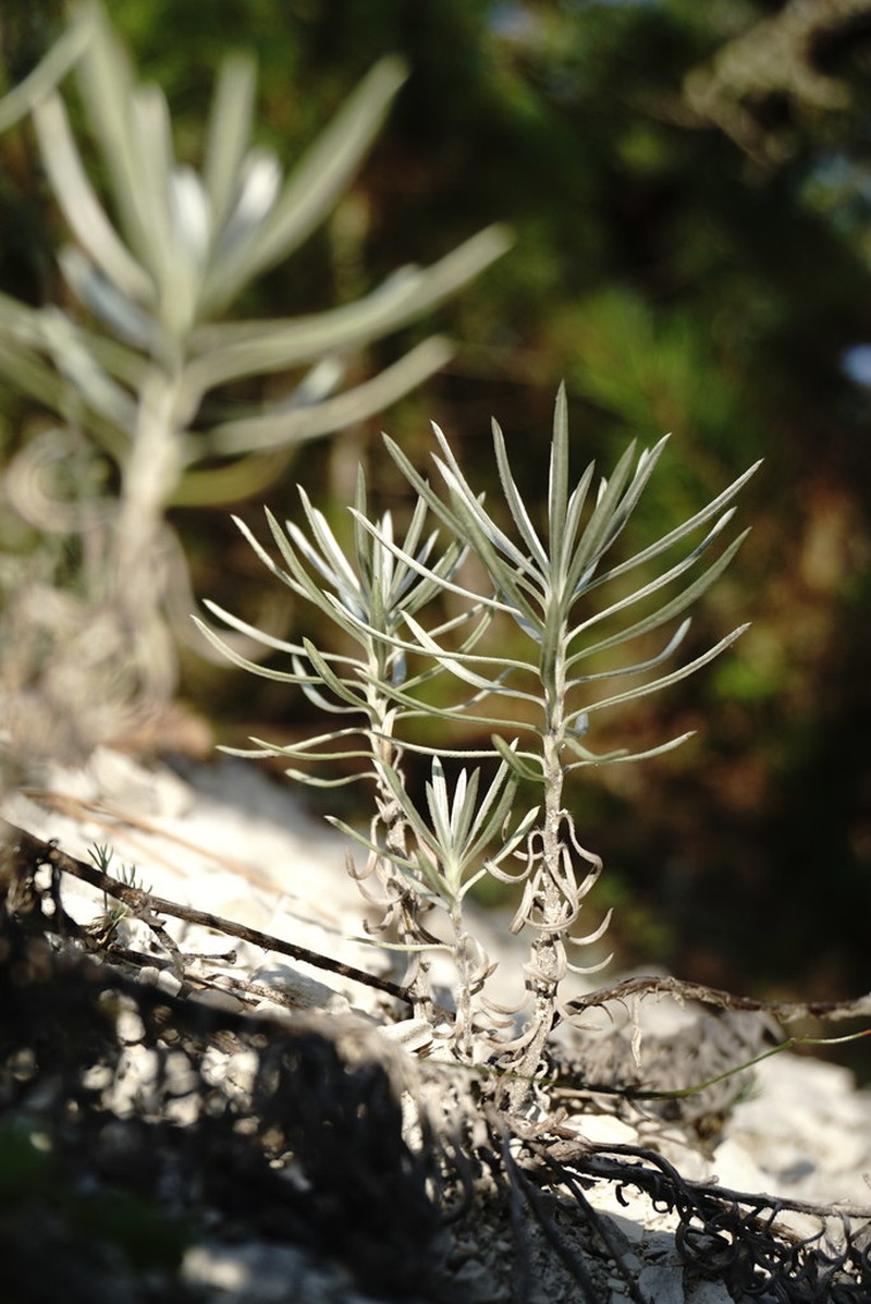 Onosma polyphylla photo 4