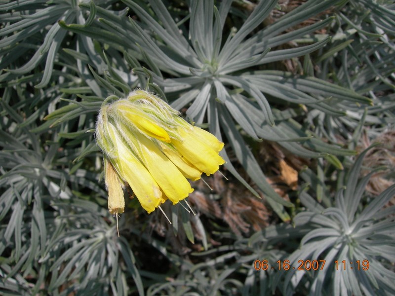 Onosma polyphylla photo 5