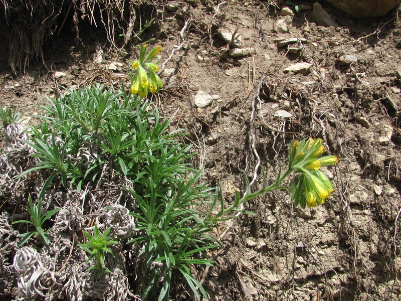 Onosma polyphylla photo 6