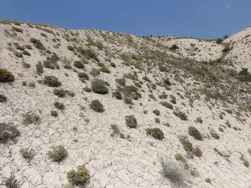 Onosma procera