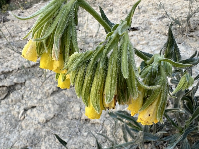 Onosma procera photo 2