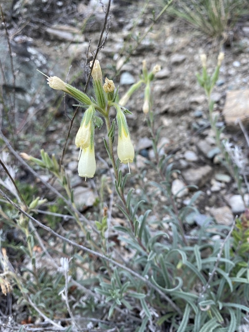 Onosma pseudoarenaria