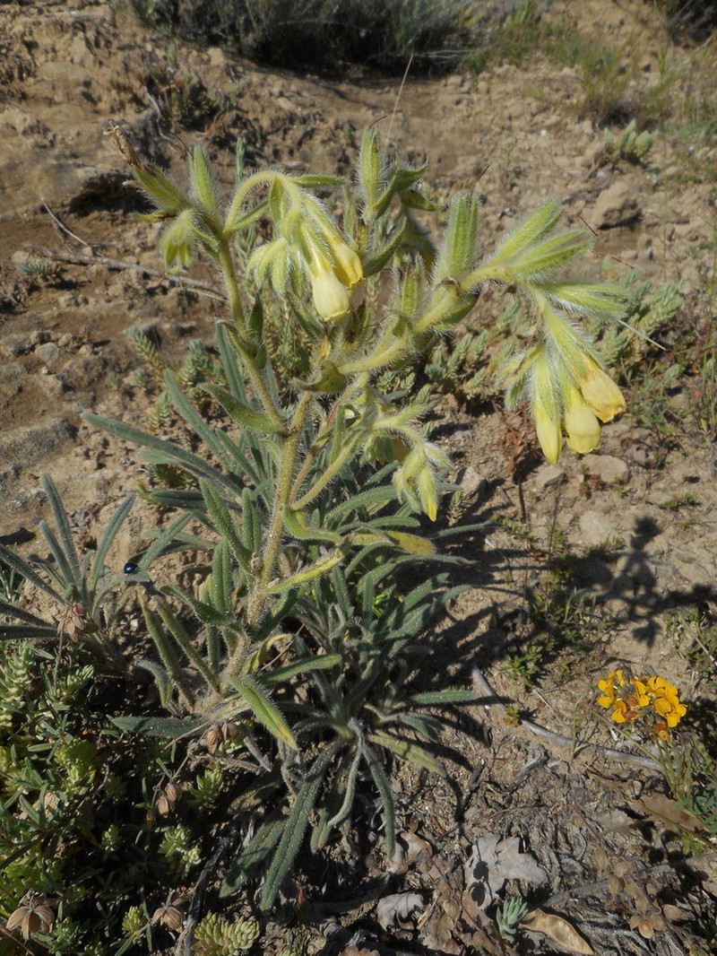 Onosma pseudoarenaria photo 2